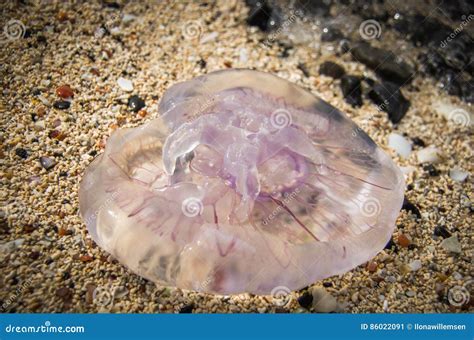 Dead Purple Moon Jellyfish on Coral Beach Stock Image - Image of ...