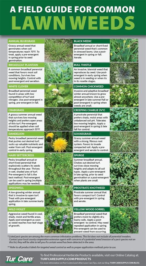 Types Of Lawn Weeds In Florida