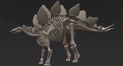 Stegosaurus skeleton 3D - TurboSquid 1284674