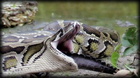 VIDEO: Python fights alligator. Who wins? - Self-Reliance Central