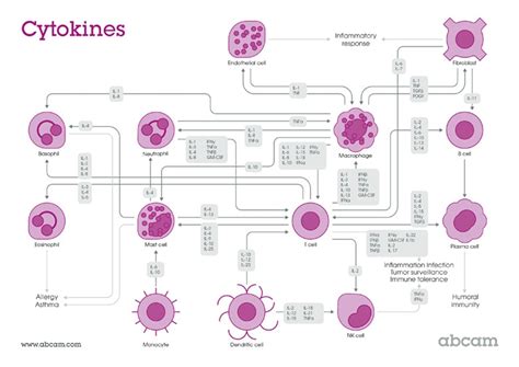 Cytokine network interactive poster | Abcam