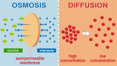 Osmosis Examples For Kids