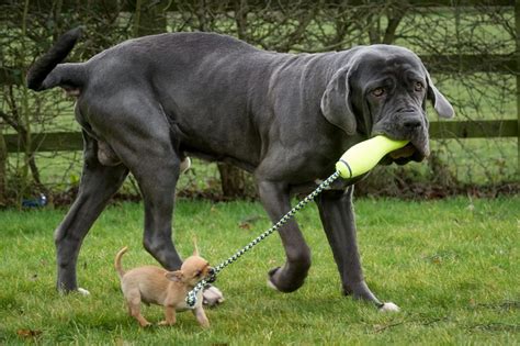 10 Largest Dog Breeds In The World That Will Make You Feel Small!!