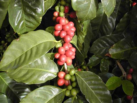 Coffee Arabica Plant Light / Araflora, exotic flora & more - Coffee plant 'Coffea ... / Because ...