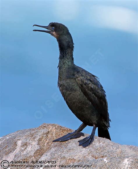 Brandt's Cormorant - Urile penicillatus