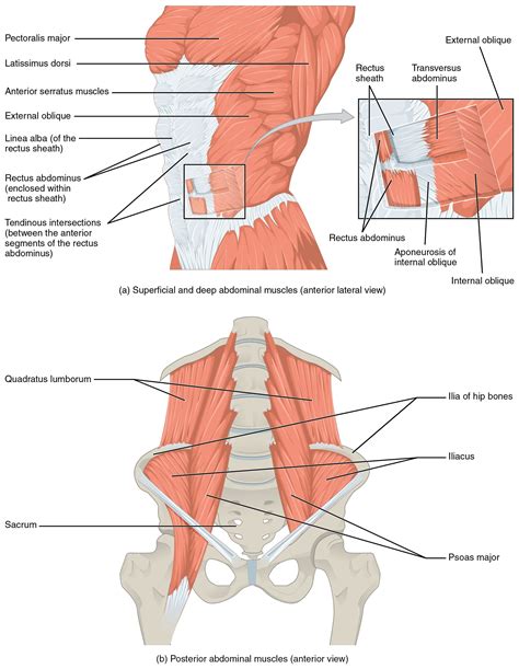 transversus abdominis | ... the transversus abdominis and the rectus abdominis link and link ...