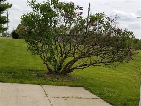 A Stroll Through the Garden: Lilac pruning - part 2