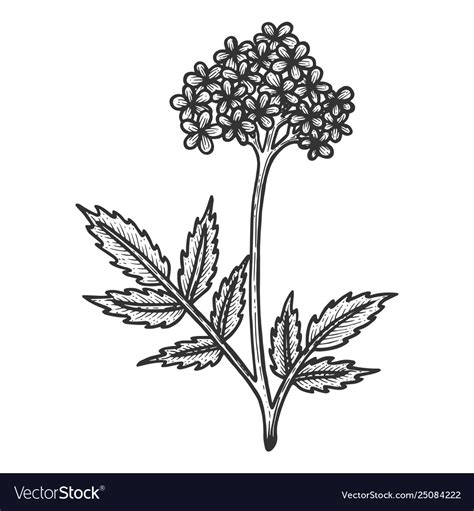 Valerian herb sketch engraving Royalty Free Vector Image