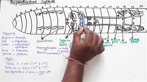 Reproductive System Of Earthworm Part 1 - YouTube