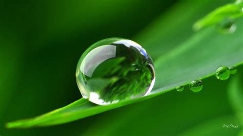 Dew-Drops-hd-wallpapers-3 | Water drop photography, Dew drops, Leaf ...