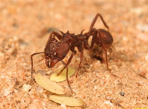 Acromyrmex versicolor - Desert Leafcutter Ants - A Good Life