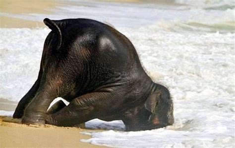 Down Syndrome Elephant