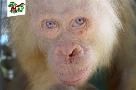 Stunning Blue-Eyed Albino Orangutan Rescued From Captors