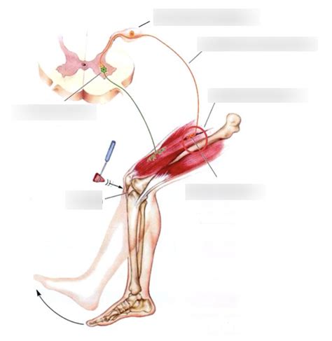 Diagram of Knee Jerk Reflex components | Quizlet