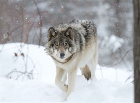 Gray Wolf Sightings in Colorado