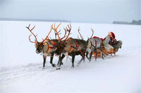 Reindeer Sleigh Ride Santa : Reindeer Farm Visit With Sleigh Ride ...