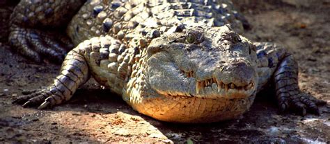 The Philippine Crocodile | Critter Science