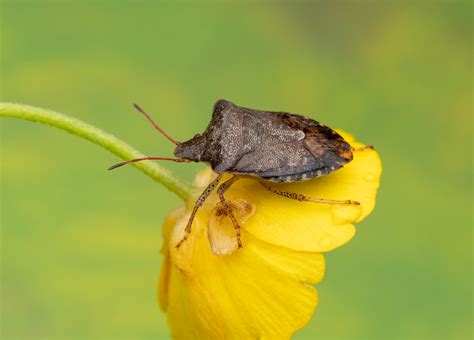 Brown marmorated stink bug. | Thanks for your comments and f… | Flickr