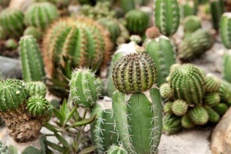 Examine Cacti | Biocircuits Outreach