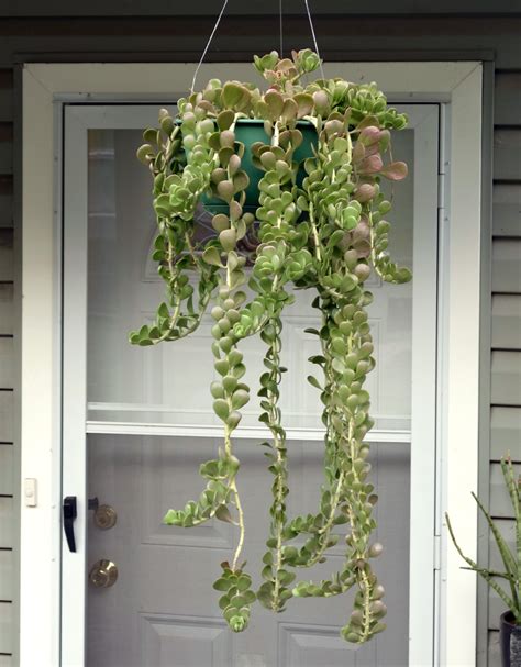 Great Trailing Jade Succulent Care Long Hanging Plant Holders