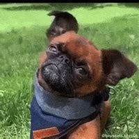 Dog Head Tilt GIFs - Find & Share on GIPHY