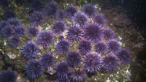 Fluorescent Sea Urchin Looks Like a Wild Neon Firework - Nerdist