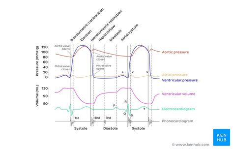 Cardiac cycle phases: Definition, systole and diastole | Kenhub