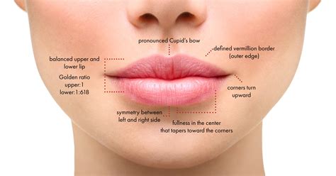 Lip Lift Surgery for Permanently Enhanced Lips Charlotte NC | Dr. Kulbersh