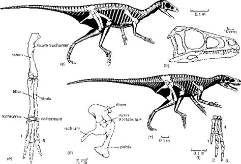 The Origin Of The Dinosaurs - Amphibians - Fossil Hunters