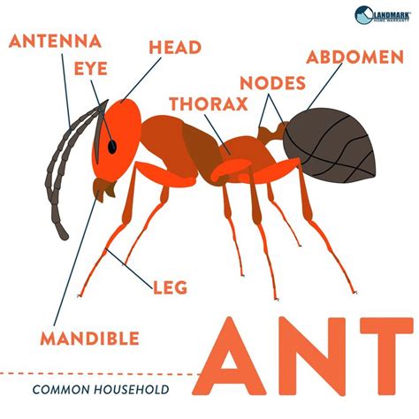 What an ant looks like. An ant diagram. | Insect activities, Ants, Ant diagram