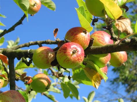 Semi Dwarf Honeycrisp - Apple Tree — The Barefoot Garden Center