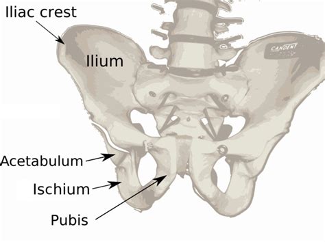 7.7B: Ischium - Medicine LibreTexts