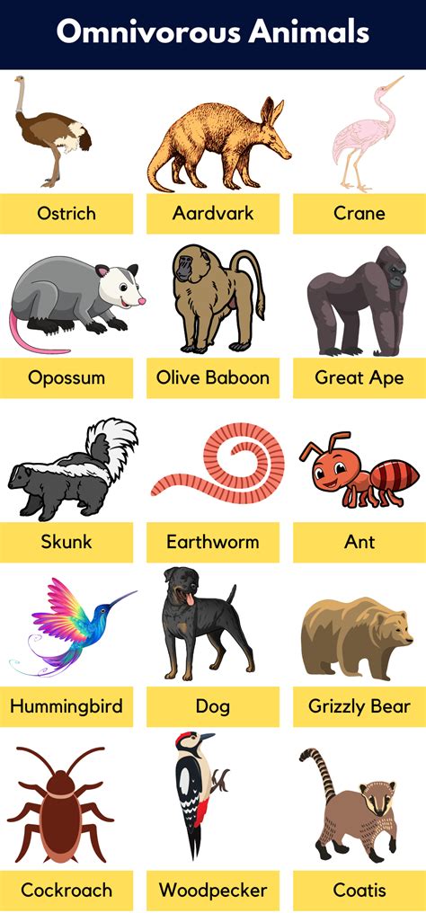 List of Omnivores Animals Name, Pictures & Facts | PDF - GrammarVocab