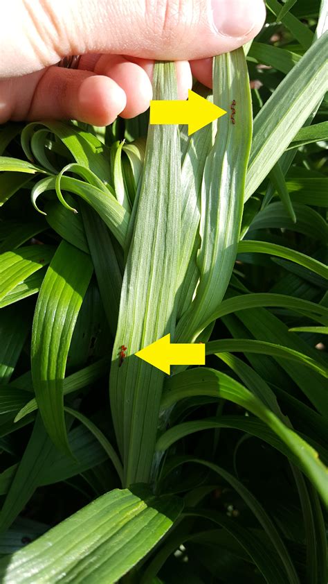 Landscape: Lily Leaf Beetle | Center for Agriculture, Food, and the ...