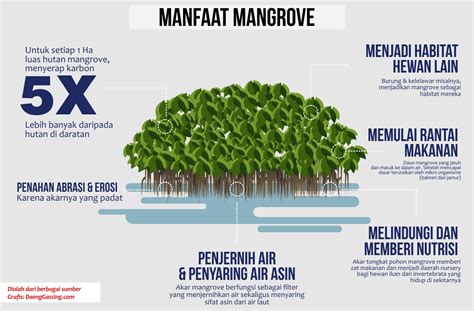 Fungsi Hutan Mangrove - Homecare24