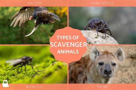 Types of Scavenger Animals With Examples of Carrion-Eaters and Others