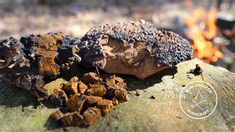 Chaga Mushroom: The Harvest, Benefits, Processing, and Brew - Gun And ...