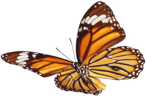 Butterfly PNG Transparent Images - PNG All