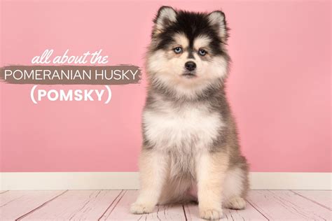 Pomeranian Husky Mix: Pomsky Breed Guide (Price, Pics, Personality & More) - Canine Bible