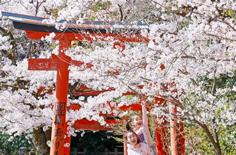 Why is the Cherry Blossom Experiencing a 'Generational Shift'? | JAPAN ...