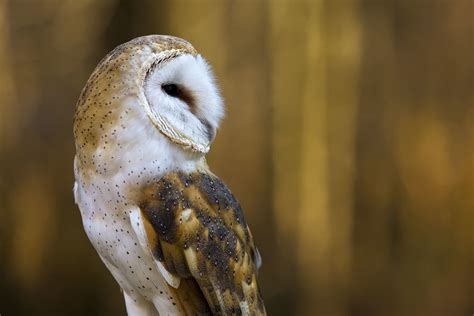 Owl Profile | Barn Owl Mountsberg Raptor Centre Campbellvill… | Flickr