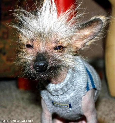 17 Dogs Having Really Bad Hair Days