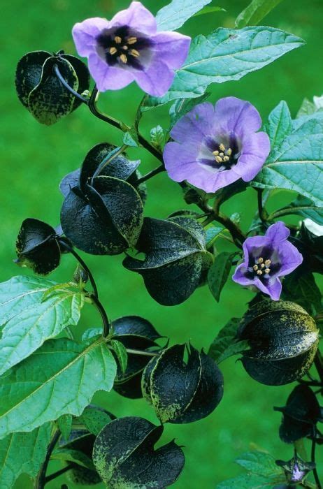 Nicandra physaloides | Ongewone bloemen, Planten, Bloemplanten