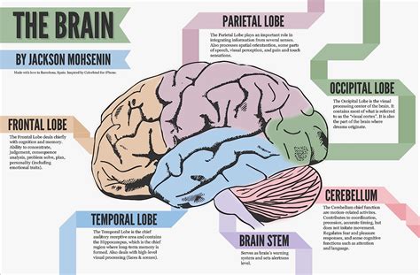 Left Brain – Right Brain Myth | Science-Based Medicine