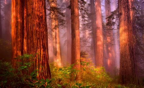 Redwood Forest Wallpaper