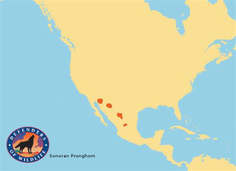 Sonoran Pronghoen Range Map