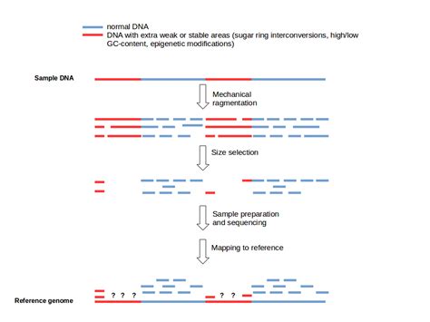 Is there a bias after DNA fragmentation?