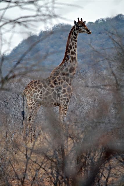 Giraffe Africa Safari - Free photo on Pixabay - Pixabay