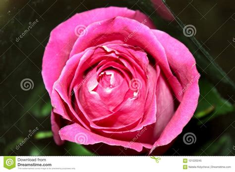 Red rose bud stock image. Image of macro, love, blossom - 121220245