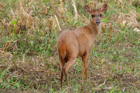 Tropical Rainforest Herbivores